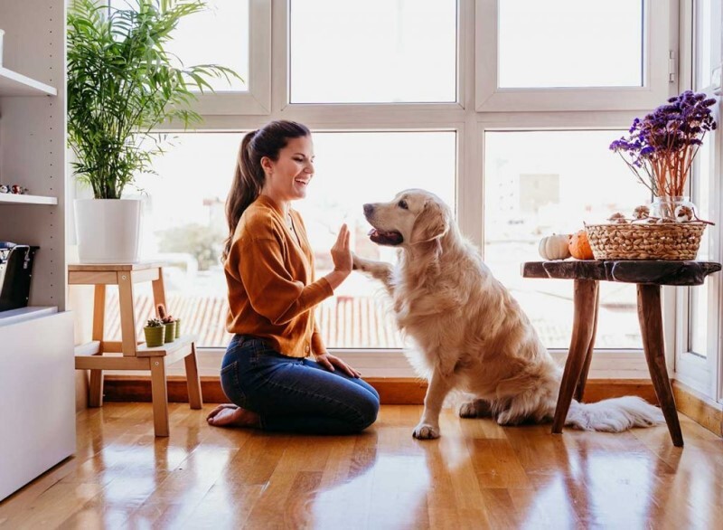 huấn luyện hành vi cho chó