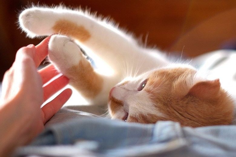 người chơi với mèo