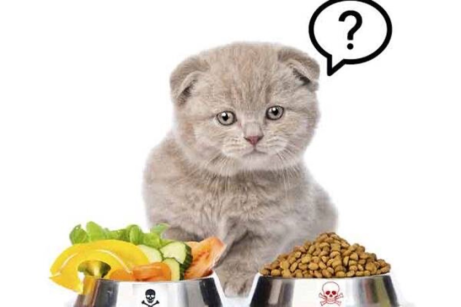 Dinh dưỡng sinh học cho mèo 2026: Xu hướng "Pet Humanization" giúp Boss sống khỏe và kiêu hãnh