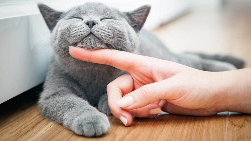 Làm sao để mèo hoà đồng với bạn?